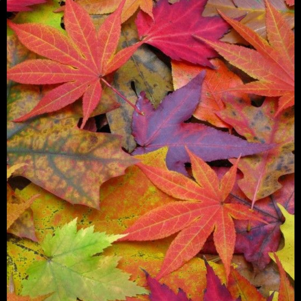 Meet your Posher, Yeny